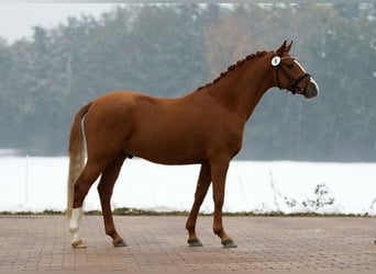 Niemiecki kuc wierzchowy, Wałach, 12 lat, 147 cm, Kasztanowata