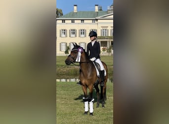 Niemiecki kuc wierzchowy, Wałach, 12 lat, 148 cm, Gniada