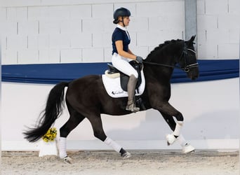 Niemiecki kuc wierzchowy, Wałach, 13 lat, 147 cm, Gniada