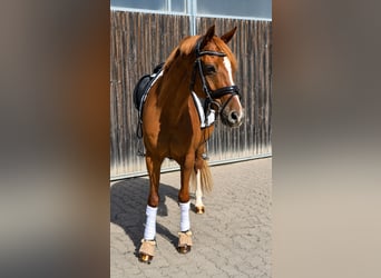 Niemiecki kuc wierzchowy, Wałach, 13 lat, 148 cm, Kasztanowata