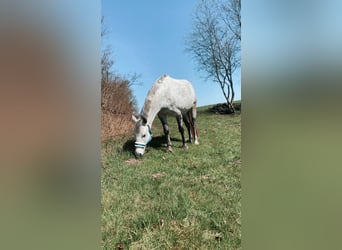 Niemiecki kuc wierzchowy, Wałach, 13 lat, 148 cm, Siwa