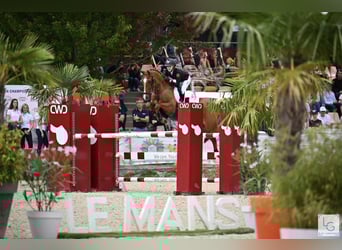 Niemiecki kuc wierzchowy, Wałach, 13 lat, 149 cm, Kasztanowata