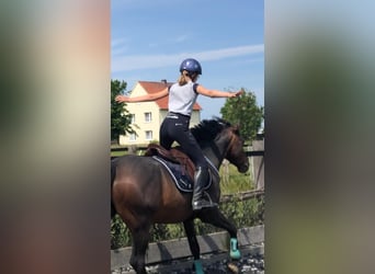 Niemiecki kuc wierzchowy, Wałach, 14 lat, 147 cm, Ciemnogniada