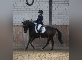 Niemiecki kuc wierzchowy, Wałach, 14 lat, 148 cm, Ciemnogniada