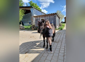 Niemiecki kuc wierzchowy Mix, Wałach, 15 lat, 124 cm