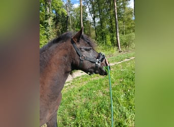 Niemiecki kuc wierzchowy Mix, Wałach, 15 lat, 124 cm