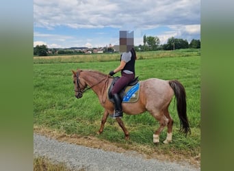 Niemiecki kuc wierzchowy Mix, Wałach, 15 lat, 142 cm, Kasztanowatodereszowata