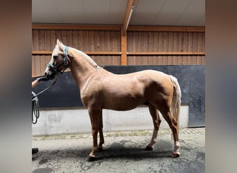 Niemiecki kuc wierzchowy, Wałach, 15 lat, 145 cm, Izabelowata