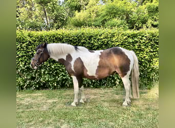 Niemiecki kuc wierzchowy Mix, Wałach, 15 lat, 148 cm, Formy Brown Falb
