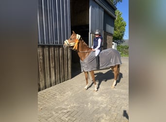 Niemiecki kuc wierzchowy, Wałach, 15 lat, 148 cm, Kasztanowata