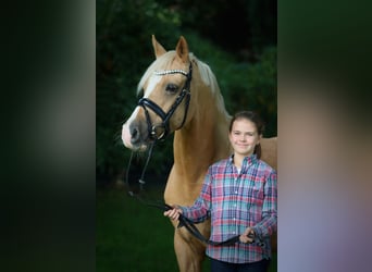 Niemiecki kuc wierzchowy, Wałach, 16 lat, 148 cm, Izabelowata