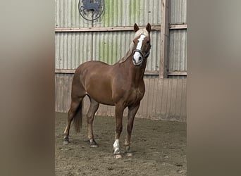 Niemiecki kuc wierzchowy Mix, Wałach, 17 lat, 154 cm, Kasztanowata