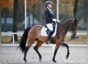 Niemiecki kuc wierzchowy, Wałach, 19 lat, 150 cm, Gniada