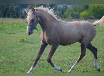 Niemiecki kuc wierzchowy, Wałach, 1 Rok, 155 cm, Izabelowata