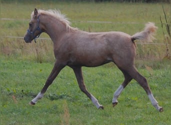 Niemiecki kuc wierzchowy, Wałach, 1 Rok, 155 cm, Izabelowata