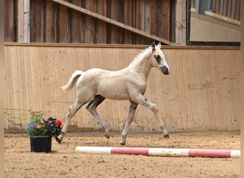 Niemiecki kuc wierzchowy, Wałach, 1 Rok, 160 cm, Izabelowata