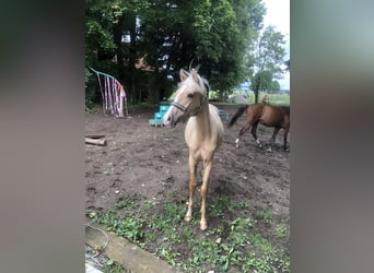 Niemiecki kuc wierzchowy, Wałach, 1 Rok, Izabelowata