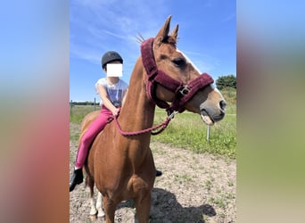 Niemiecki kuc wierzchowy, Wałach, 21 lat, 148 cm, Kasztanowata