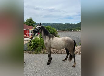 Niemiecki kuc wierzchowy, Wałach, 2 lat, 135 cm, Siwa jabłkowita