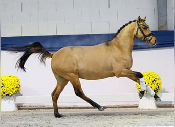 Niemiecki kuc wierzchowy, Wałach, 2 lat, 138 cm, Bułana