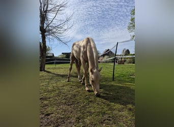 Niemiecki kuc wierzchowy, Wałach, 2 lat, 140 cm, Izabelowata