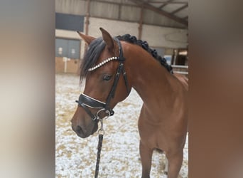 Niemiecki kuc wierzchowy Mix, Wałach, 2 lat, 142 cm, Ciemnogniada