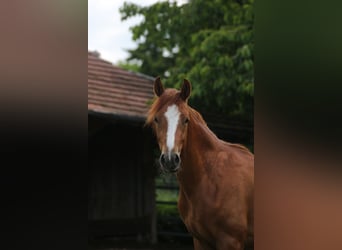 Niemiecki kuc wierzchowy, Wałach, 2 lat, 145 cm, Kasztanowata
