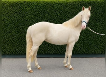 Niemiecki kuc wierzchowy, Wałach, 2 lat, 147 cm, Cremello