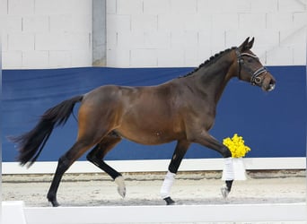 Niemiecki kuc wierzchowy, Wałach, 2 lat, 148 cm, Ciemnogniada