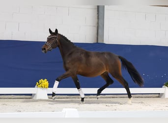 Niemiecki kuc wierzchowy, Wałach, 2 lat, 148 cm, Ciemnogniada