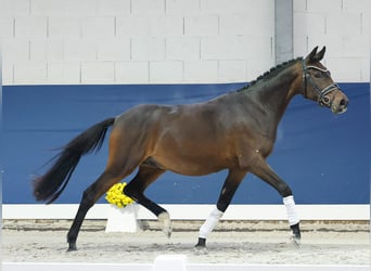 Niemiecki kuc wierzchowy, Wałach, 2 lat, 148 cm, Ciemnogniada
