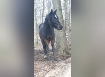 Niemiecki kuc wierzchowy, Wałach, 2 lat, 148 cm, Skarogniada