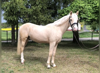 Niemiecki kuc wierzchowy, Wałach, 2 lat, 149 cm, Izabelowata