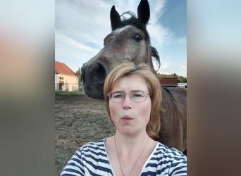 Niemiecki kuc wierzchowy, Wałach, 2 lat, 156 cm, Siwa