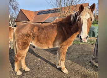 Niemiecki kuc wierzchowy Mix, Wałach, 30 lat, 147 cm, Kasztanowata
