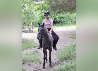 Niemiecki kuc wierzchowy Mix, Wałach, 3 lat, 133 cm, Formy Brown Falb