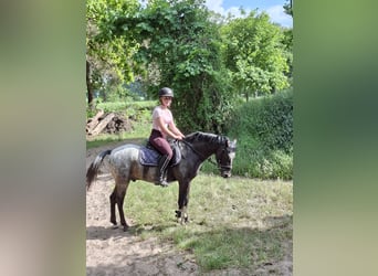 Niemiecki kuc wierzchowy Mix, Wałach, 3 lat, 133 cm, Formy Brown Falb