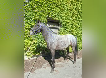 Niemiecki kuc wierzchowy Mix, Wałach, 3 lat, 133 cm, Formy Brown Falb