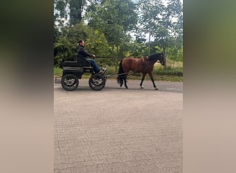 Niemiecki kuc wierzchowy, Wałach, 3 lat, 135 cm, Gniada