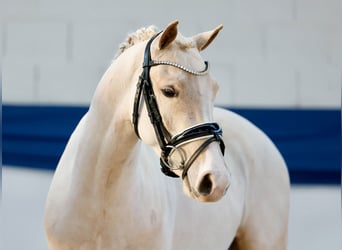 Niemiecki kuc wierzchowy, Wałach, 3 lat, 138 cm, Izabelowata