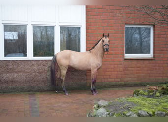 Niemiecki kuc wierzchowy, Wałach, 3 lat, 139 cm, Jelenia