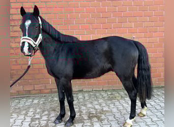 Niemiecki kuc wierzchowy, Wałach, 3 lat, 139 cm, Kara