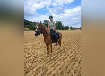 Niemiecki kuc wierzchowy, Wałach, 3 lat, 140 cm, Kasztanowata