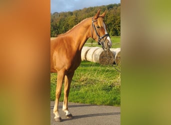 Niemiecki kuc wierzchowy, Wałach, 3 lat, 140 cm, Kasztanowata