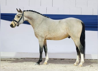 Niemiecki kuc wierzchowy, Wałach, 3 lat, 141 cm, Bułana