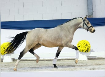Niemiecki kuc wierzchowy, Wałach, 3 lat, 141 cm, Bułana