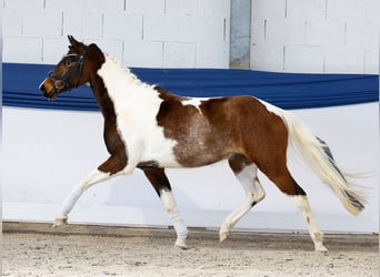 Niemiecki kuc wierzchowy, Wałach, 3 lat, 141 cm, Srokata