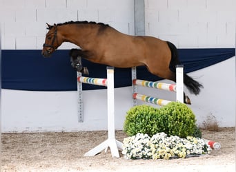 Niemiecki kuc wierzchowy, Wałach, 3 lat, 142 cm, Bułana