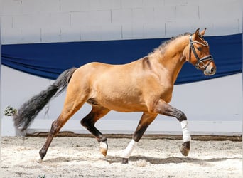 Niemiecki kuc wierzchowy, Wałach, 3 lat, 142 cm, Bułana