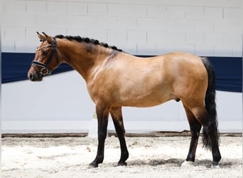 Niemiecki kuc wierzchowy, Wałach, 3 lat, 142 cm, Bułana